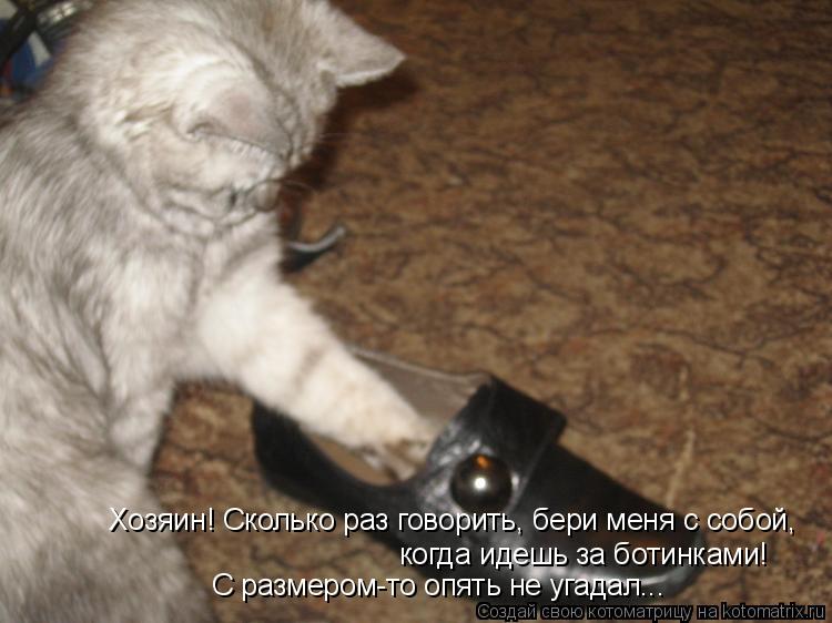 Хозяин! Сколько раз говорить, бери меня с собой, когда идешь за ботинками! С размером-то опять не уг... Котоматрица: Хозяин! Сколько раз говорить, бери меня с собой, когда идешь за ботинками! С размером-то опять не угадал...