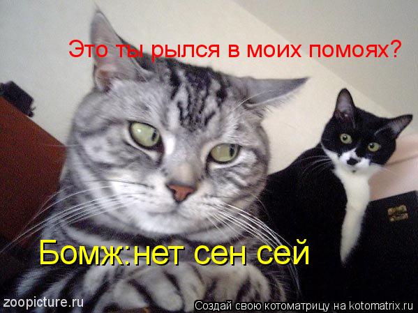 Это ты рылся в моих помоях? Бомж:нет сен сей... Котоматрица: Это ты рылся в моих помоях? Бомж:нет сен сей