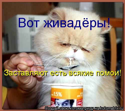 Вот живадёры! Заставляют есть всякие помои!... Котоматрица: Вот живадёры! Заставляют есть всякие помои!