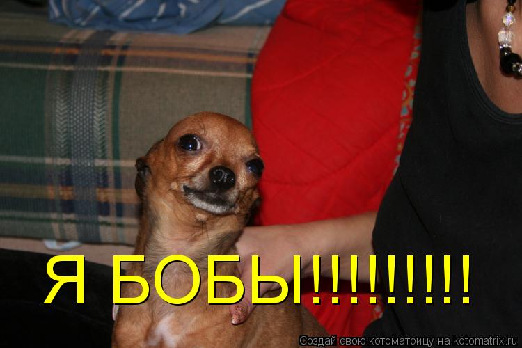 Я БОБЫ!!!!!!!!!... Котоматрица: Я БОБЫ!!!!!!!!!