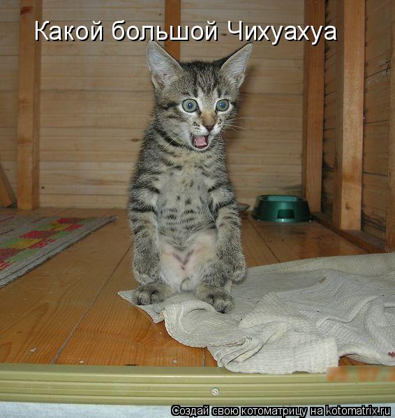 Какой большой Чихуахуа... Котоматрица: Какой большой Чихуахуа