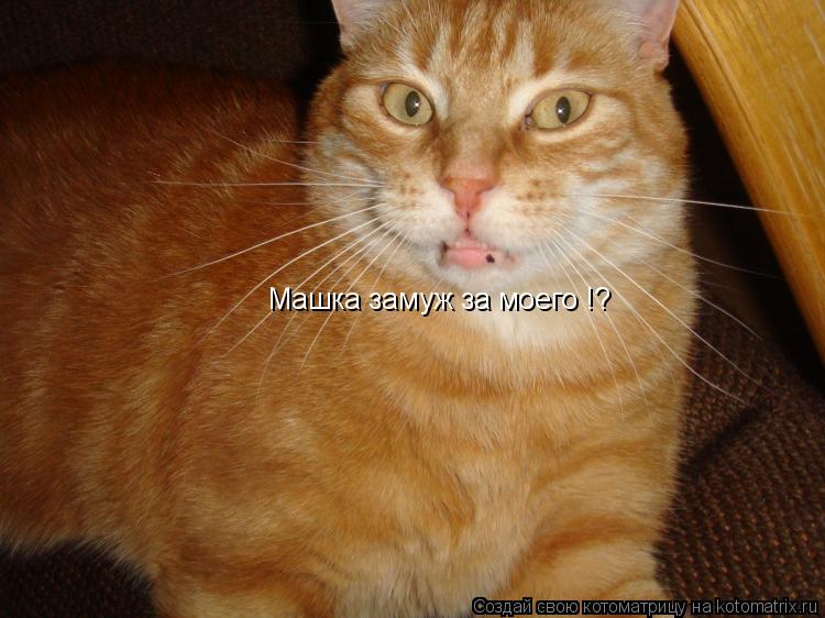 Машка замуж за моего !?... Котоматрица: Машка замуж за моего !?