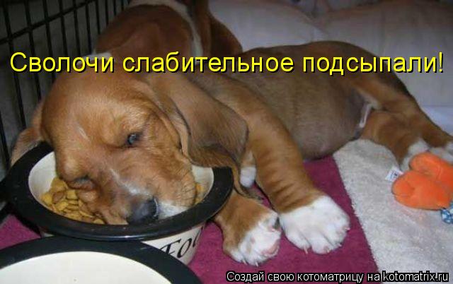 Сволочи слабительное подсыпали!... Котоматрица: Сволочи слабительное подсыпали!