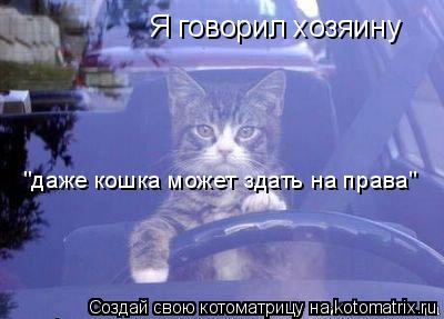 Я говорил хозяину "даже кошка может здать на права"... Котоматрица: Я говорил хозяину "даже кошка может здать на права"