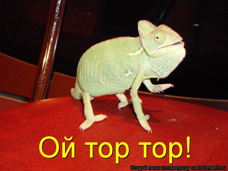 Ой тор тор!... Котоматрица: Ой тор тор!