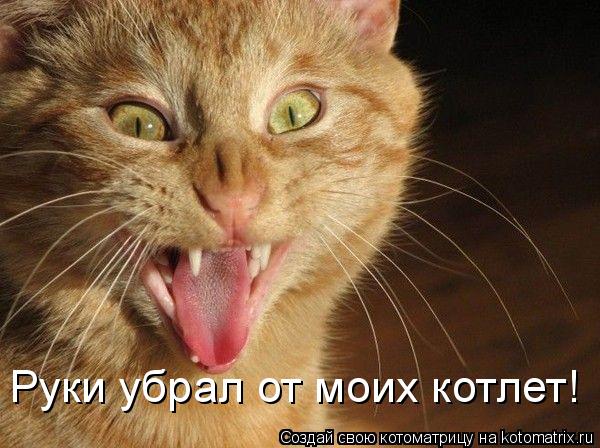Руки убрал от моих котлет!... Котоматрица: Руки убрал от моих котлет!