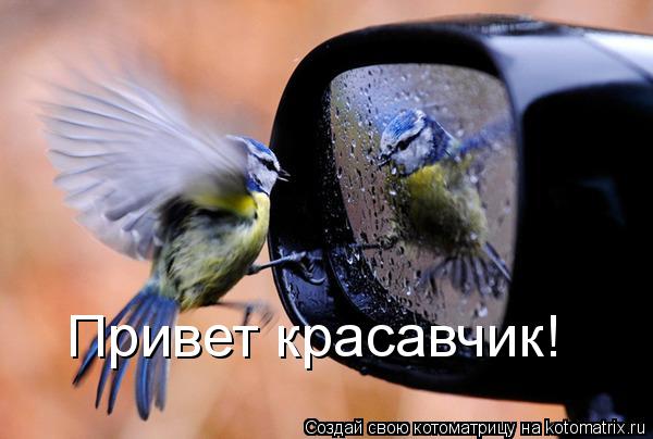 Привет красавчик!... Котоматрица: Привет красавчик!