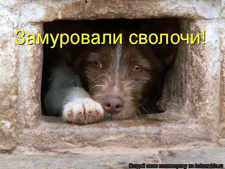 Замуровали сволочи!... Котоматрица: Замуровали сволочи!