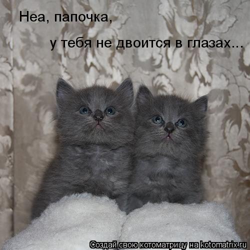 Неа, папочка, у тебя не двоится в глазах...... Котоматрица: Неа, папочка, у тебя не двоится в глазах...
