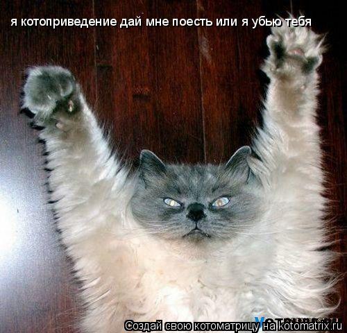 я котоприведение дай мне поесть или я убью тебя... Котоматрица: я котоприведение дай мне поесть или я убью тебя