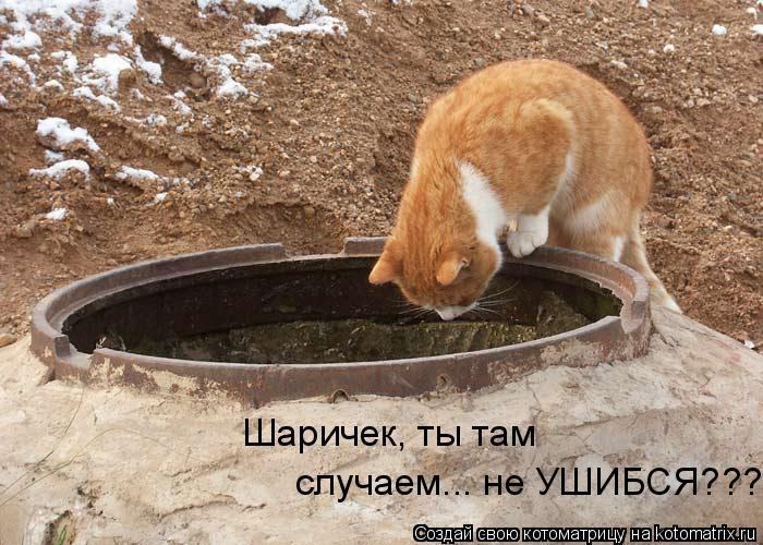 случаем... не УШИБСЯ??? Шаричек, ты там... Котоматрица: случаем... не УШИБСЯ??? Шаричек, ты там