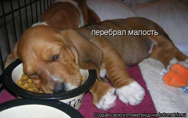 перебрал малость... Котоматрица: перебрал малость
