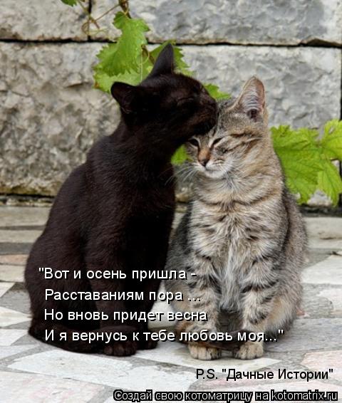 "Вот и осень пришла - Расставаниям пора ... Но вновь придет весна И я вернусь к тебе любовь моя..." P... Котоматрица: "Вот и осень пришла - Расставаниям пора ... Но вновь придет весна И я вернусь к тебе любовь моя..." P.S. "Дачные Истории"