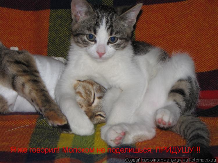 Я же говорил! Я же говорил! Молоком не поделишься, ПРИДУШУ!!!... Котоматрица: Я же говорил! Я же говорил! Молоком не поделишься, ПРИДУШУ!!!