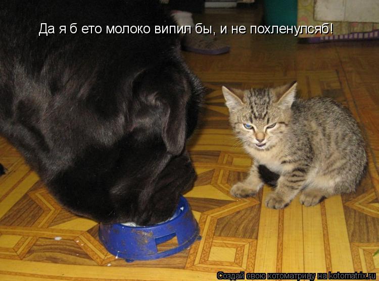 Котоматрица: Да я б ето молоко випил бы, и не похленулсяб!