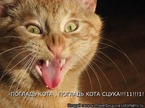 Котоматрица: -ПОГЛАДЬ КОТА , ПОГЛАДЬ КОТА СЦУКА!!!11!!!1!
