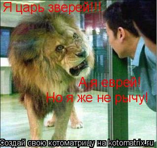 Котоматрица: Я царь зверей!!! А я еврей! Но я же не рычу!