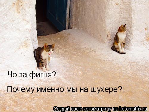 Котоматрица: Чо за фигня? Почему именно мы на шухере?!