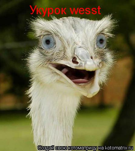 Котоматрица: Укурок wesst