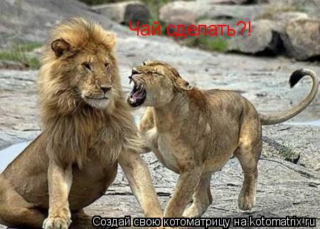 Котоматрица: Чай сделать?!