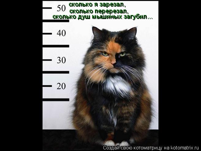 сколько я зарезал, сколько перерезал, сколько душ мышиных загубил...... Котоматрица: сколько я зарезал, сколько перерезал, сколько душ мышиных загубил...