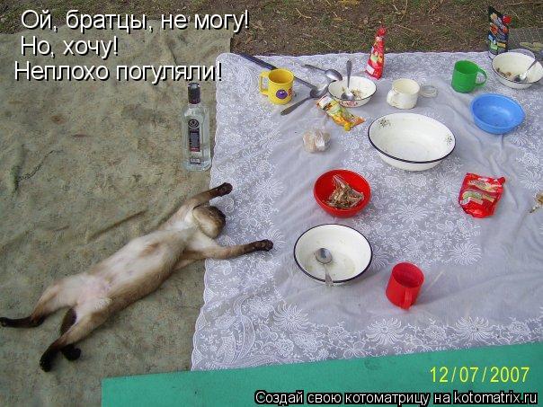 Ой, братцы, не могу! Но, хочу! Неплохо погуляли!... Котоматрица: Ой, братцы, не могу! Но, хочу! Неплохо погуляли!