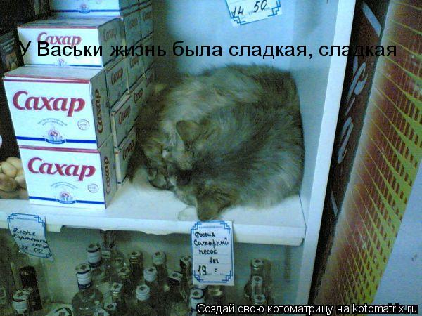 У Васьки жизнь была сладкая, сладкая... Котоматрица: У Васьки жизнь была сладкая, сладкая