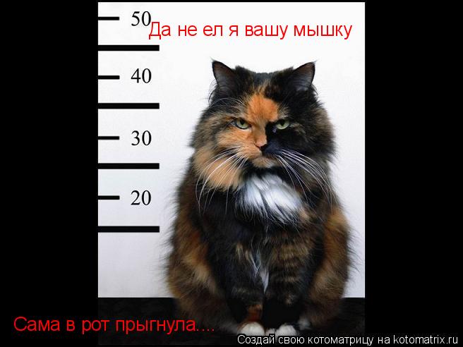 Да не ел я вашу мышку Сама в рот прыгнула....... Котоматрица: Да не ел я вашу мышку Сама в рот прыгнула....