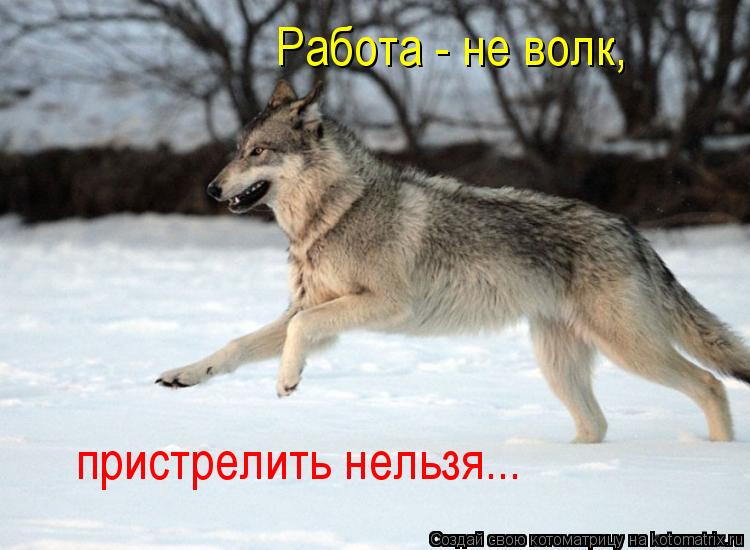 Котоматрица: пристрелить нельзя... Работа - не волк,
