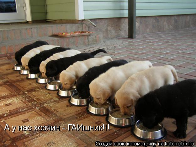 Котоматрица: А у нас хозяин - ГАИшник!!!