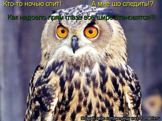 Котоматрица: Кто-то ночью спит! А мне шо следить!? Как надоело прям глаза всё шире становятся!!! Как надоело прям глаза всё шире становятся!!!