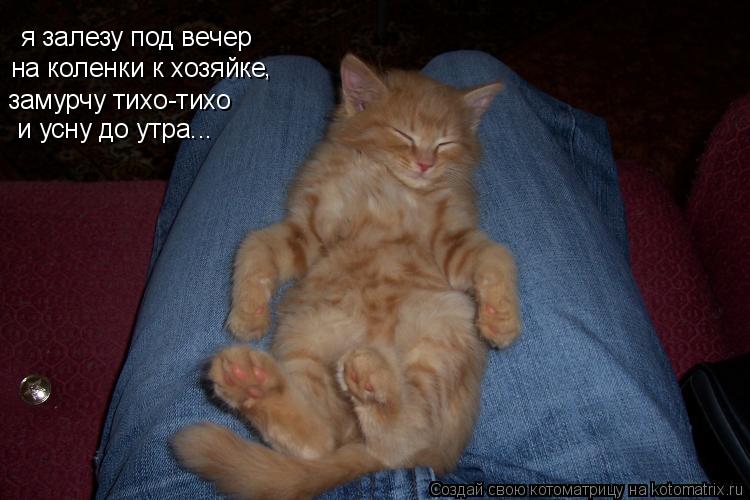 Котоматрица: я залезу под вечер на коленки к хозяйке , замурчу тихо-тихо и усну до утра...