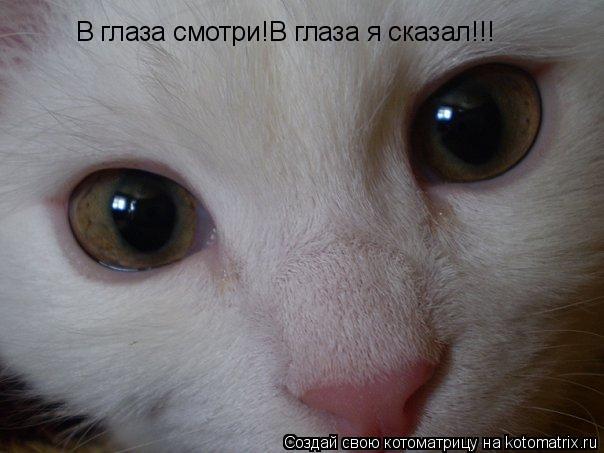 Котоматрица: В глаза смотри!В глаза я сказал!!!