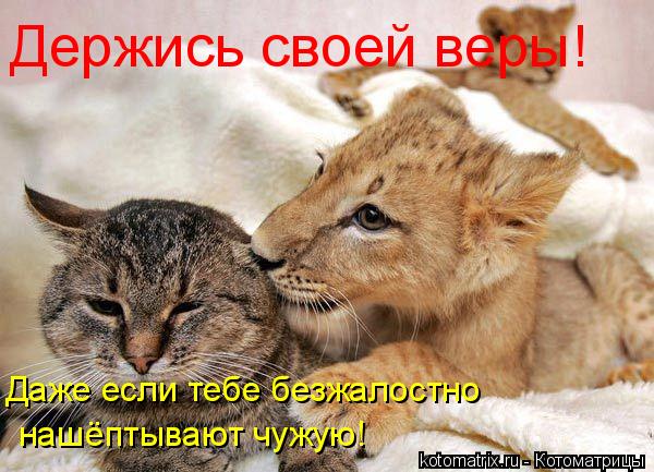 Котоматрица: Держись своей веры! Даже если тебе безжалостно нашёптывают чужую!