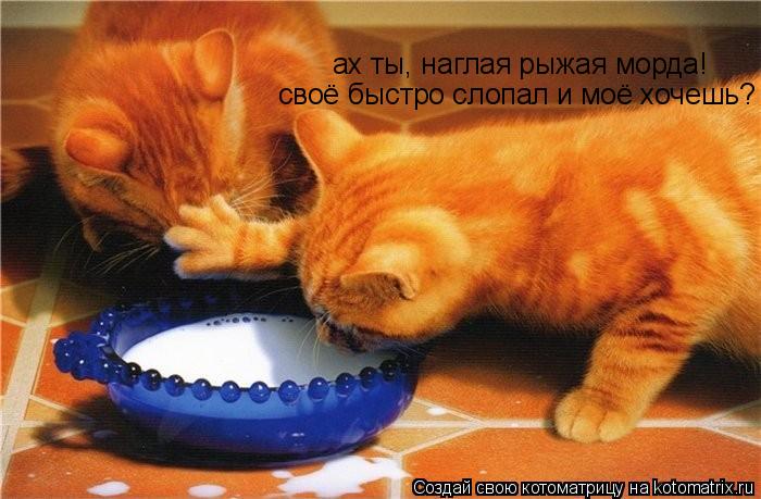 Котоматрица: ах ты, наглая рыжая морда! своё быстро слопал и моё хочешь?