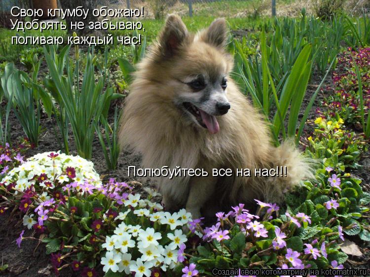 Котоматрица: Свою клумбу обожаю! Удобрять не забываю, поливаю каждый час! Полюбуйтесь все на нас!!!