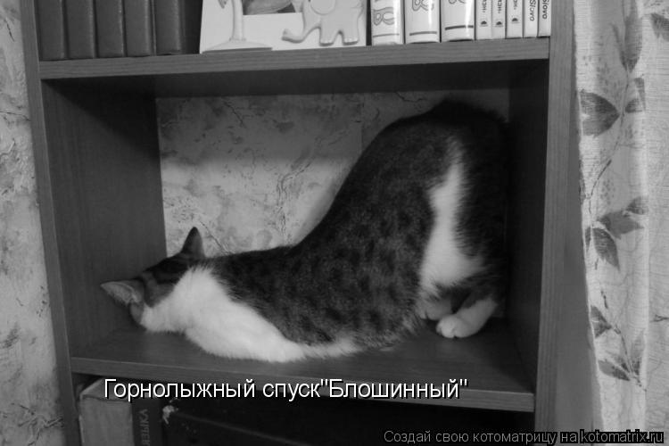 Котоматрица: Горнолыжный спуск"Блошинный"