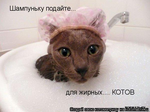 Котоматрица: Шампуньку подайте... для жирных.... КОТОВ