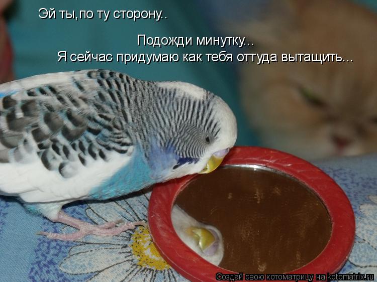 Эй ты,по ту сторону.. Подожди минутку... Я сейчас придумаю как тебя оттуда вытащить...... Котоматрица: Эй ты,по ту сторону.. Подожди минутку... Я сейчас придумаю как тебя оттуда вытащить...