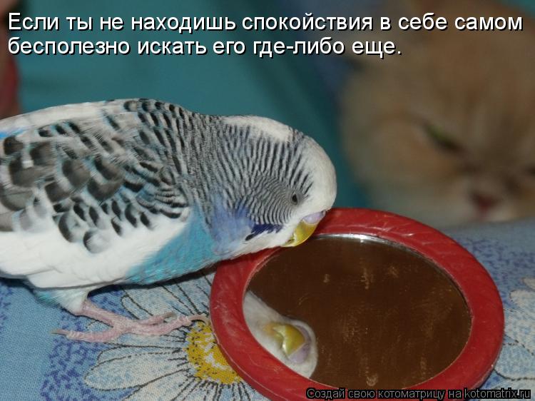 Если ты не находишь спокойствия в себе самом, бесполезно искать его где-либо еще. Если ты не находишь... Котоматрица: Если ты не находишь спокойствия в себе самом, бесполезно искать его где-либо еще. Если ты не находишь спокойствия в себе самом бесполезно ис
