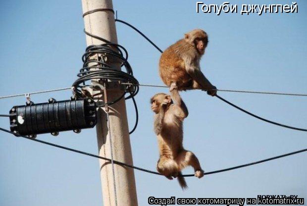 Голуби джунглей... Котоматрица: Голуби джунглей