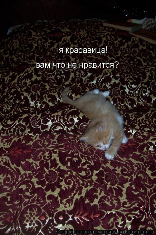 я красавица ! вам что не нравится?... Котоматрица: я красавица ! вам что не нравится?