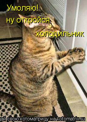 Умоляю! ну откройся холодильник... Котоматрица: Умоляю! ну откройся холодильник