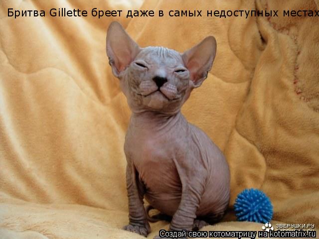 Бритва Gillette бреет даже в самых недоступных местах!... Котоматрица: Бритва Gillette бреет даже в самых недоступных местах!