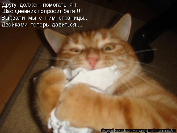 Котоматрица: Другу  должен  помогать  я ! Двойками  теперь  давиться!... Щас дневник попросит батя !!! Вырвали  мы  с  ним  страницы...