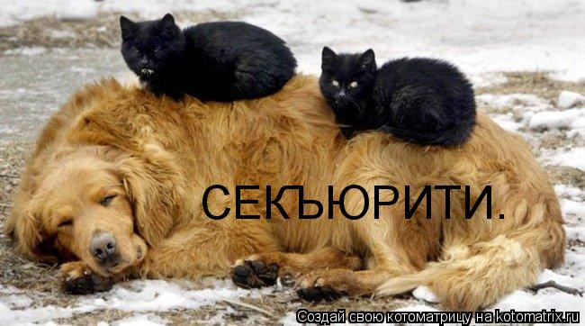 СЕКЪЮРИТИ.... Котоматрица: СЕКЪЮРИТИ.