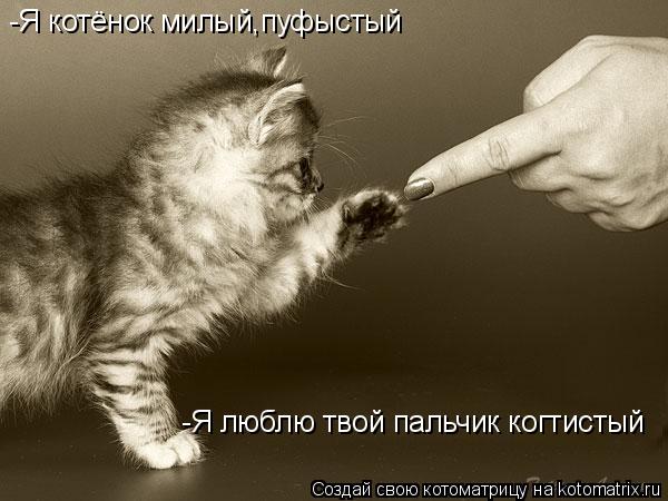-Я котёнок милый,пуфыстый -Я люблю твой пальчик когтистый... Котоматрица: -Я котёнок милый,пуфыстый -Я люблю твой пальчик когтистый