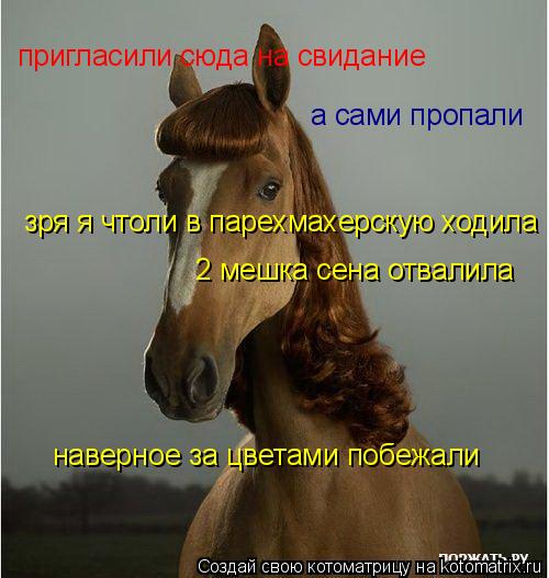 пригласили сюда на свидание а сами пропали наверное за цветами побежали зря я чтоли в парехмахерскую... Котоматрица: пригласили сюда на свидание а сами пропали наверное за цветами побежали зря я чтоли в парехмахерскую ходила 2 мешка сена отвалила