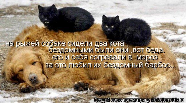 на рыжей собаке сидели два кота , бездомными были они ,вот беда. его и себя согревали в мороз за э... Котоматрица: на рыжей собаке сидели два кота , бездомными были они ,вот беда. его и себя согревали в мороз за это любил их бездомный барбос...