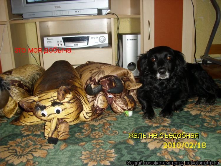 это моя добыча жаль не съедобная... Котоматрица: это моя добыча жаль не съедобная